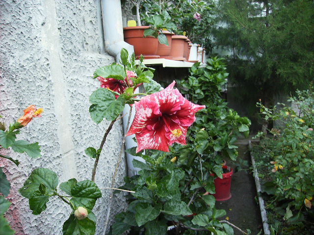 hibiscusi