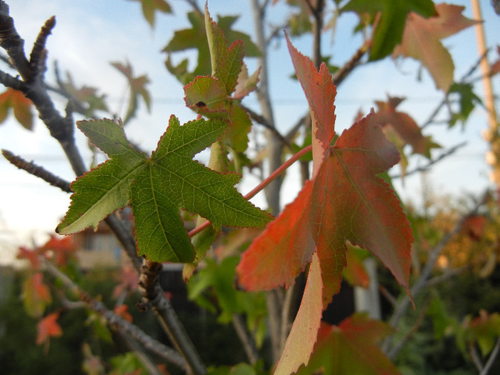 Liquidambar styraciflua (2012, Sep.22) - Liquidambar styraciflua