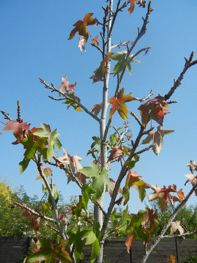 Liquidambar styraciflua (2012, Sep.24) - Liquidambar styraciflua