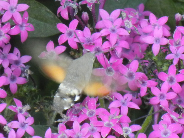 Hummingbird Hawk-Moth (2012, Sep.05); Macroglossum stellatarum.
