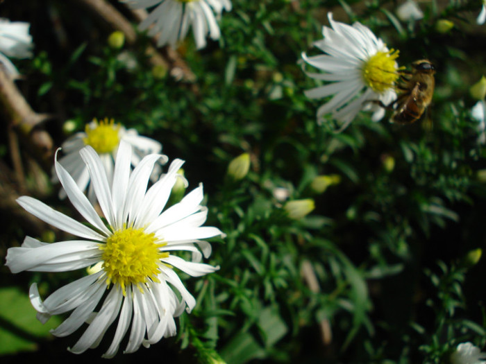 DSC08407 - Aster