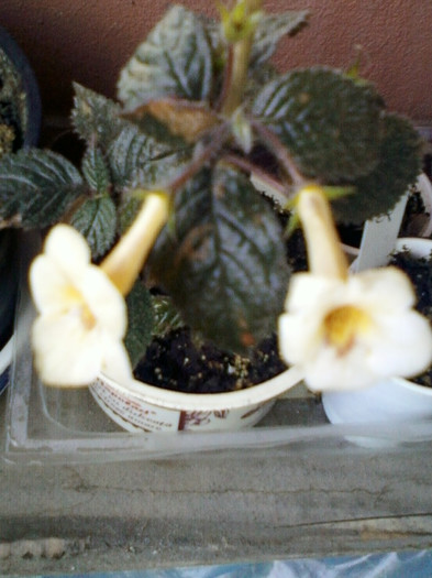 achi yellow beauty - achimenes