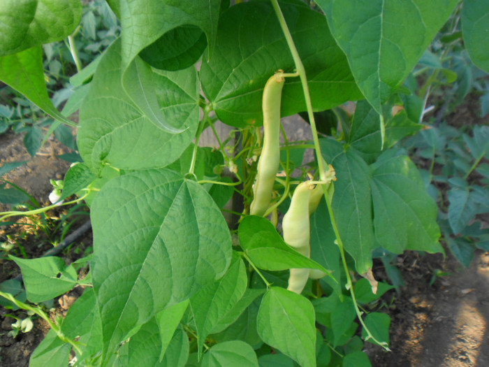 Fasole Aurie de Bacau 2; Fasole Aurie de Bacau
