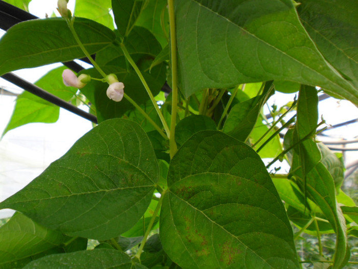 Fasole Aurie de Bacau 9; Fasole Aurie de Bacau
