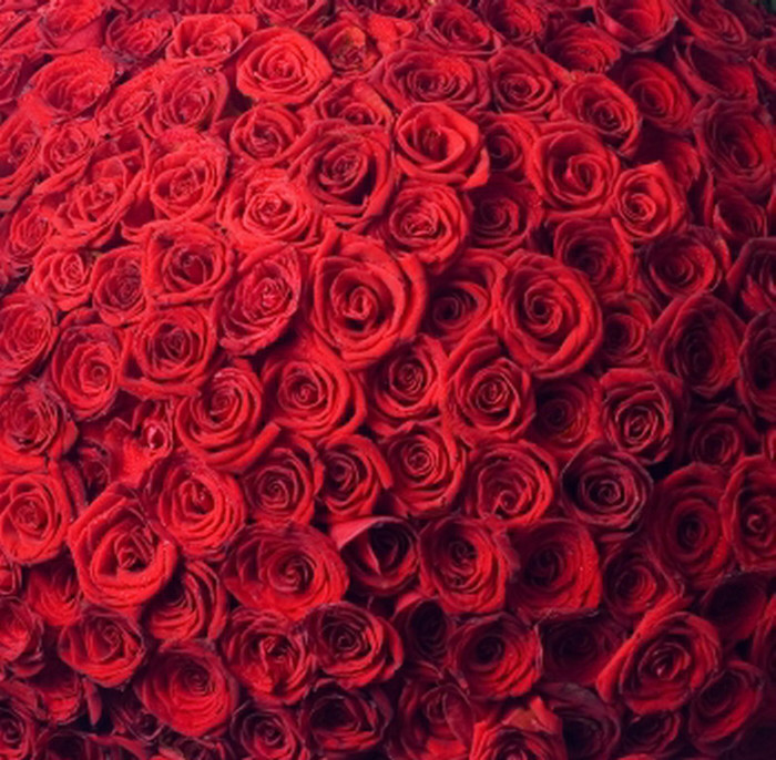 One million roses for you!! - One million roses for you