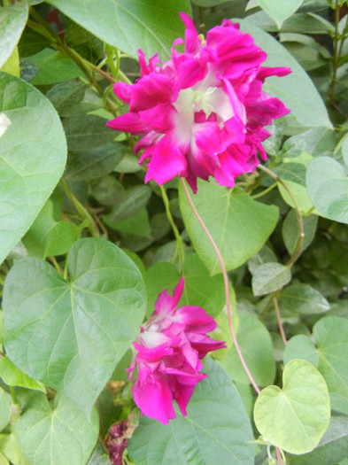 Double Pink Morning Glory (2012, Sep.29)