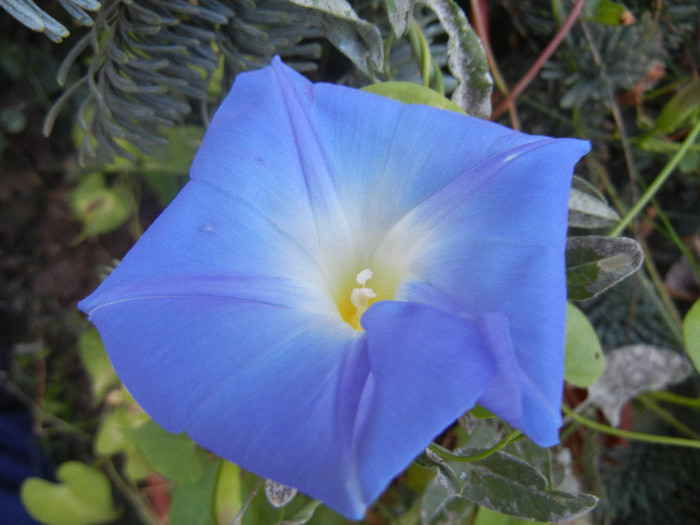 Blue Morning Glory (2012, Sep.29) - Blue Morning Glory