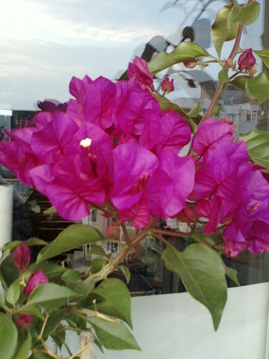 1 oct 2012-flori 026 - bougainvillea