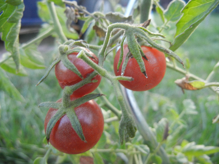 Tomato Black Cherry (2012, Sep.29)