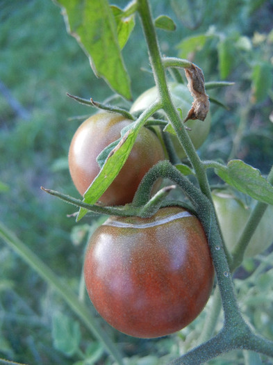 Tomato Black Cherry (2012, Sep.29)