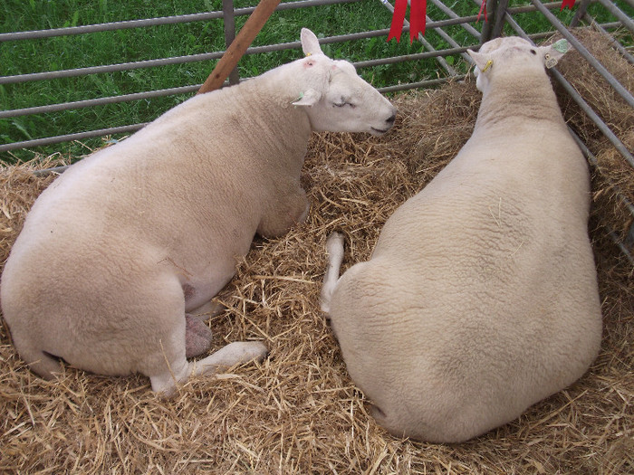 DSCF3899 - New Forest Show