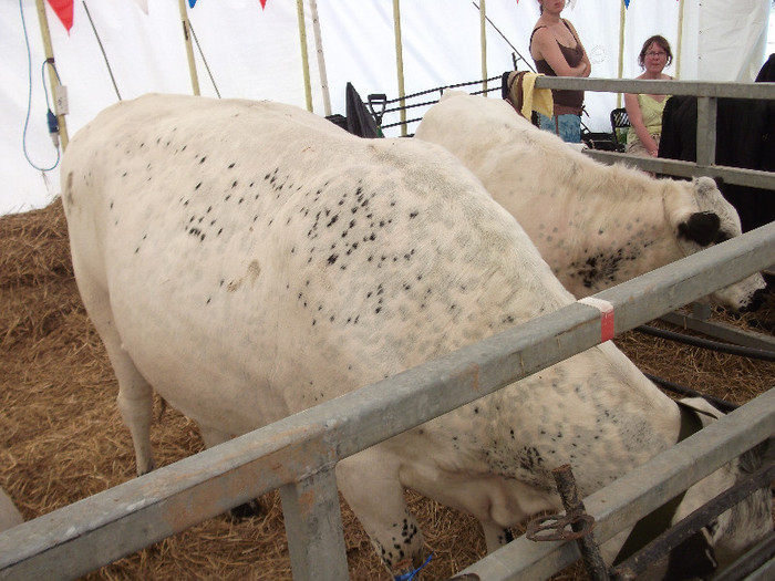 DSCF3929 - New Forest Show