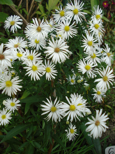 DSC08652 - Aster