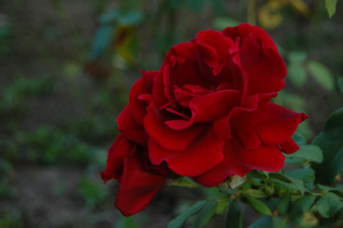 DSC_6285 - Trandafiri