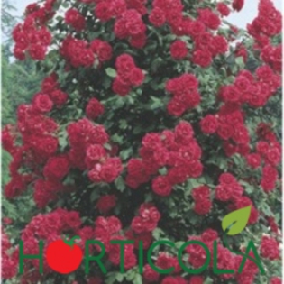 p-3998-0-pauls-scarlet; Trandafiri urcatori - Pauls Scarlet

Tip: urcator

Culoare: roz inchis

Floare: dubla, 9cm

Parfum: discret

Inflorire repetata: da

Mentiuni: vigoare mare
