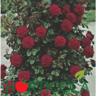 p-3994-0-blase-superior; Trandafiri urcatori - Blase Superior

Tip: Urcator

Culoare: rosu

Floare: 8-12 cm

Parfum: discret

Inflorire repetata: da

Mentiuni: vigoare mare
