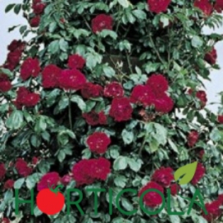 p-3995-0-kormun; Trandafiri urcatori - Kormun

Tip: Urcatori

Culoare: rosu

Parfum: discret

Inflorire repetata: mediu

Mentiuni: vigoare mare
