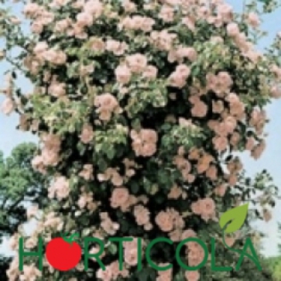 p-3997-0-new-dawn; Tip: urcator

Culoare: roz inchis

Floare: dubla, 9cm

Parfum: discret

Inflorire repetata: da

Mentiuni: vigoare mare
