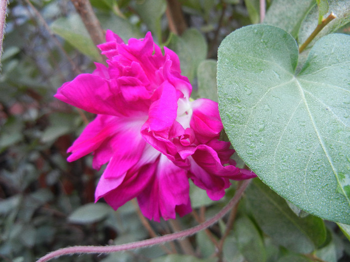 Double Pink Morning Glory (2012, Oct.03)