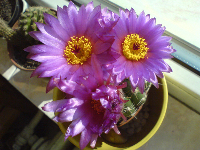 DSC01107 - cactusi