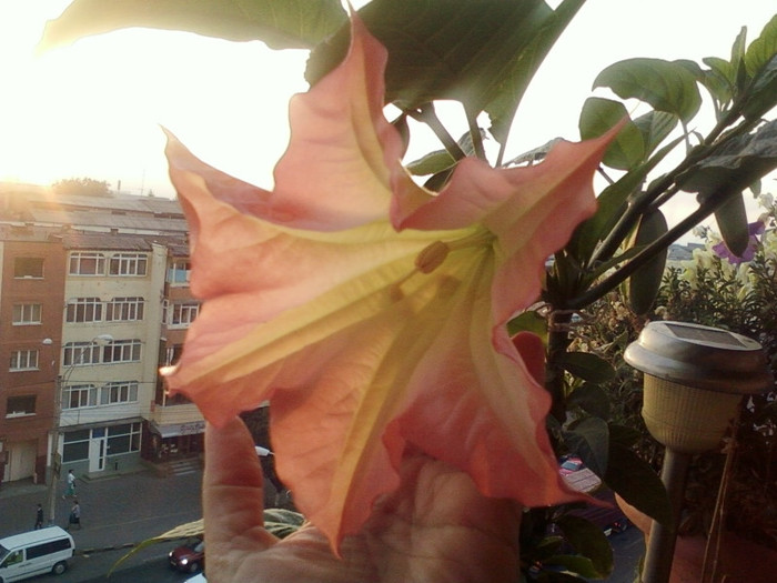 6 oct 2012-flori 008 - brugmansia si datura