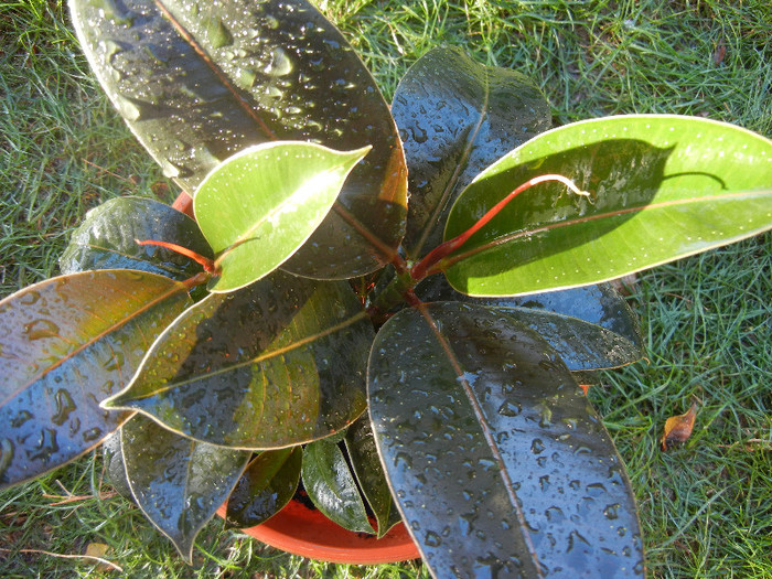 Ficus robusta Melany (2012, Oct.06) - Ficus robusta Melany