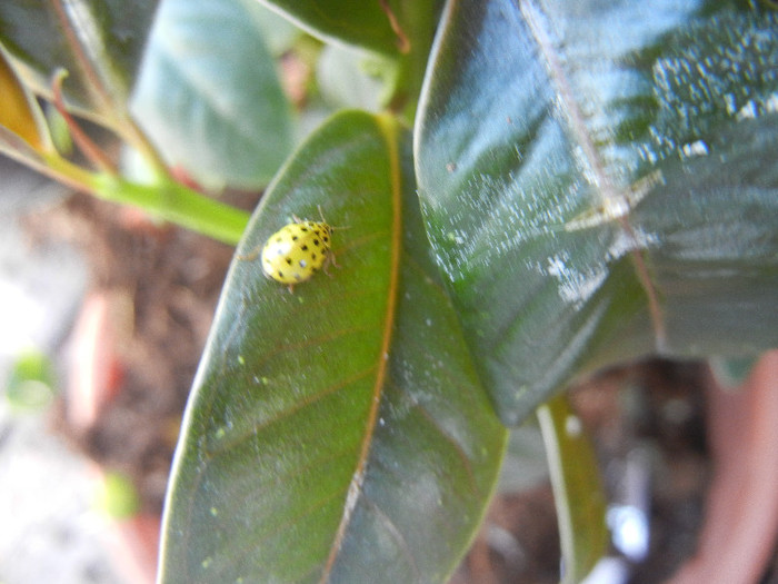 Yellow Lady Beetle (2012, Oct.06)