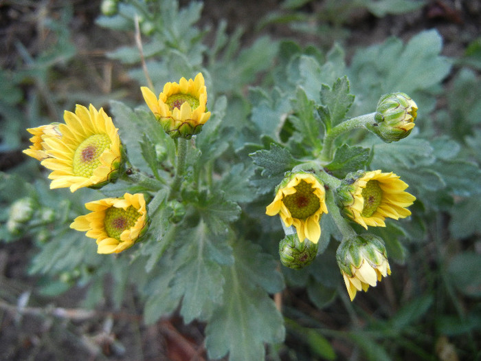 Chrysanth Picomini Yellow (2012, Oct.10)