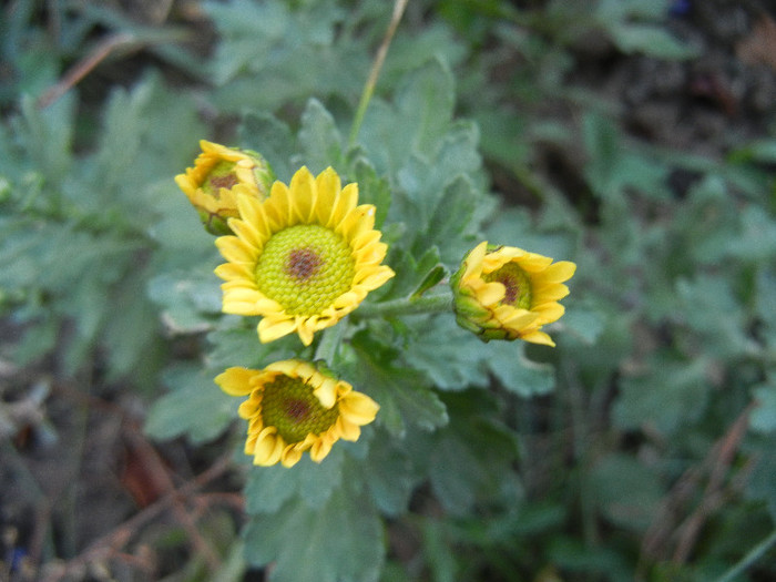 Chrysanth Picomini Yellow (2012, Oct.10) - Chrysanth Picomini Yellow