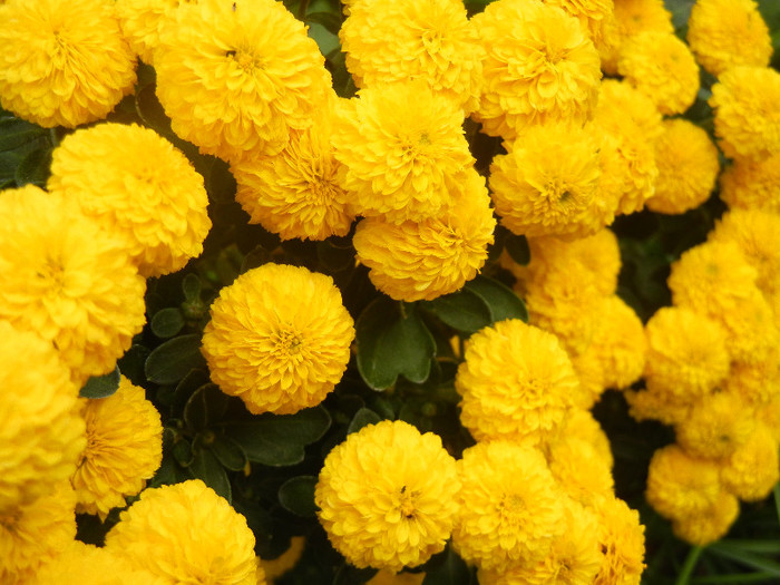 Yellow Chrysanthemum (2012, Oct.11)