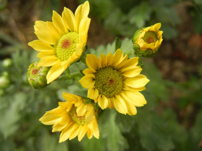 Chrysanth Picomini Yellow (2012, Oct.11)
