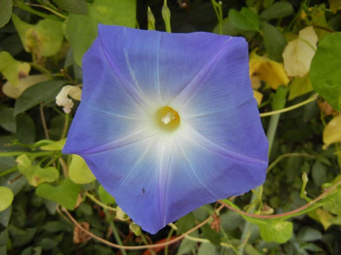 Blue Morning Glory (2012, Oct.11)