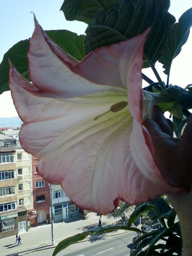 11 oct 2012-flori 007 - brugmansia si datura