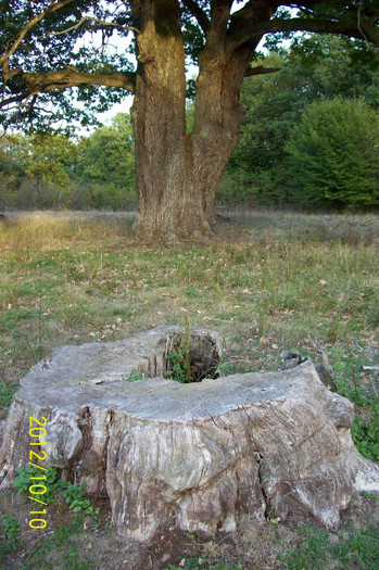 101_0082 Si tu vei fi ca mine  si eu am fost ca ..tine ... - SIGHISOARA REZERVATIA NATURALA  PLATOUL BREITE