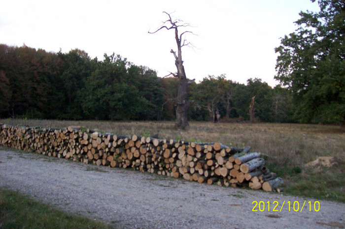 101_0119 - SIGHISOARA REZERVATIA NATURALA  PLATOUL BREITE