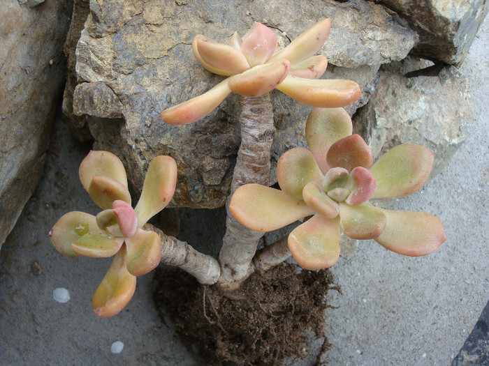 Graptopetalum amethystinum (Rose) E. Walther1931; Origine: Mexic; Jalisco (-2°C)
