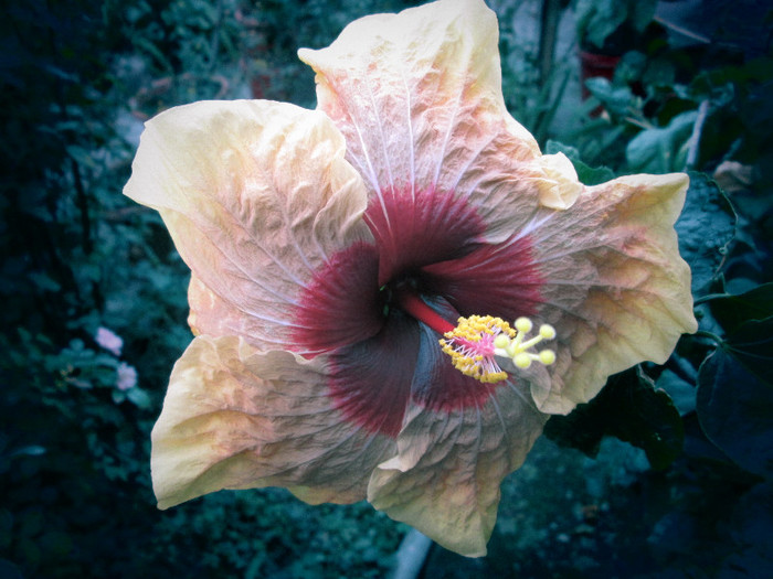 hibiscus - octombrie 2012