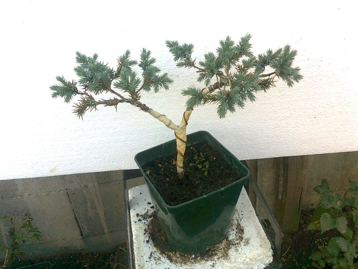 juniperus blue star s.6ani