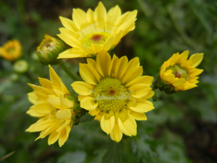 Chrysanth Picomini Yellow (2012, Oct.13)