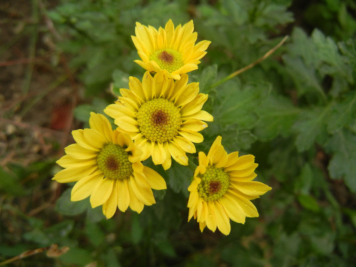 Chrysanth Picomini Yellow (2012, Oct.14) - Chrysanth Picomini Yellow