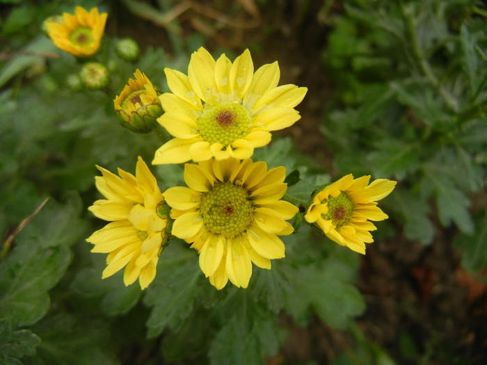 Chrysanth Picomini Yellow (2012, Oct.14)