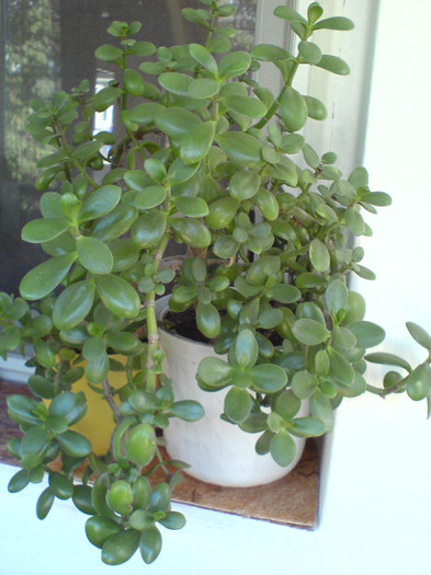 Grasa floare de jad; Fam. Crassulaceae -Crassula ovata
