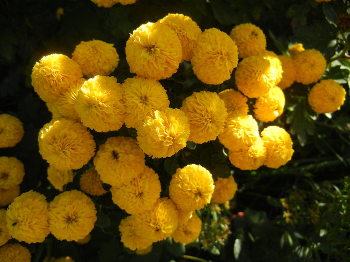 Yellow Chrysanthemum (2012, Oct.18)