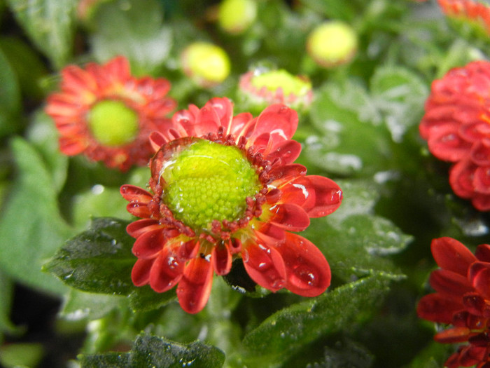 Chrysanth Picomini Red (2012, Sep.21)