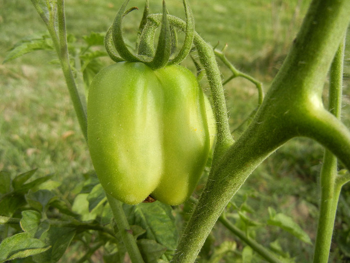 Tomato Yellow Stuffer (2012, Oct.11)