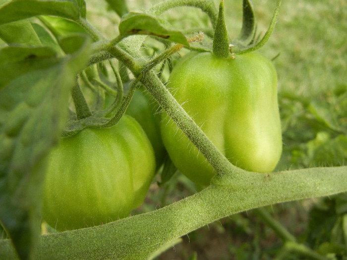 Tomato Yellow Stuffer (2012, Oct.11)