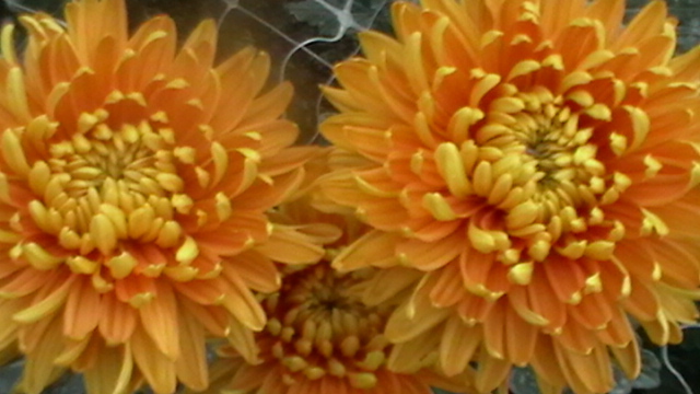 IMGA0386 - 6- crizanteme