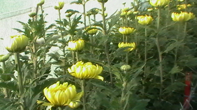 IMGA0393 - 6- crizanteme