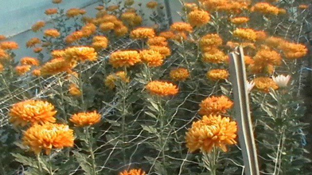 IMGA0398 - 6- crizanteme