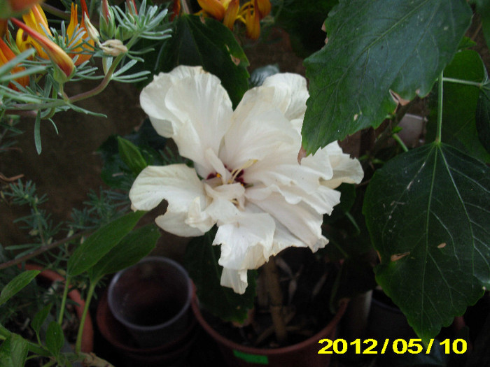 75797237_TLQKJHO - hibiscus